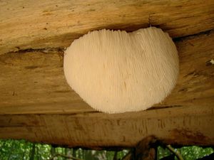 Korálovec ježatý - Hericium erinaceus