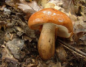 Čirůvka opálená - Tricholoma ustaloides