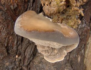 Outkovka vonná - Trametes suaveolens (L.) Fr. 1838