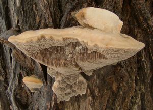 Outkovka vonná - Trametes suaveolens (L.) Fr. 1838