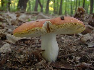 Holubinka zlatá - Russula aurea Pers. 1796