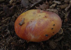 Holubinka zlatá - Russula aurea  Pers.