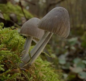 Helmovka rýhonohá - Mycena polygramma (Bull.) Gray 1821