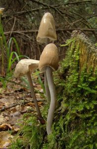 Helmovka rýhonohá - Mycena polygramma (Bull.) Gray 1821