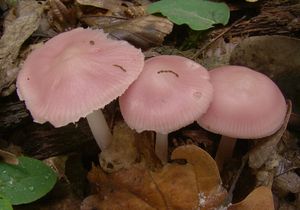 Helmovka narůžovělá - Mycena rosea Gramberg 1912