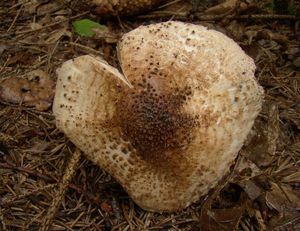 Bedla ostrošupinná - Echinoderma asperum (Pers.) Bon 1991