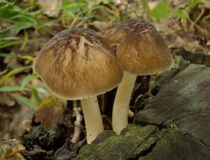 Štítovka stinná - Pluteus umbrosus (Pers.) P. Kumm. 1871