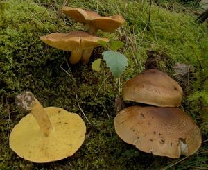 Čirůvka zelánka - Tricholoma equestre (L.) P. Kumm. 1871