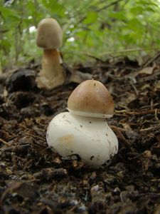 Bedla červenající - Chlorophyllum rachodes (Vittad.) Vellinga 2002