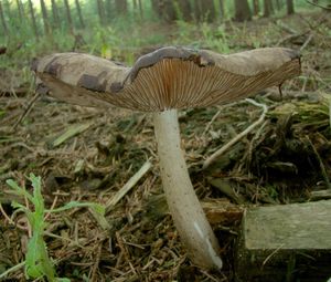 Štítovka černolemá - Pluteus atromarginatus (Konrad) Kühner 1935