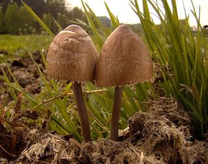 Kropenatec motýlovitý - Panaeolus papilionaceus ( Bull. ) Quél.