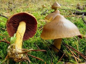 Pavučinec polokrvavý - Cortinarius semisanguineus (Fr.) Gillet 1876