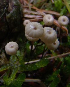 Špička Wettsteinova - Marasmius wettsteinii Sacc. et P. Syd.