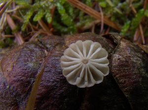 Špička Wettsteinova - Marasmius wettsteinii Sacc. et P. Syd.