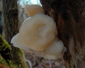 Boltcovitka ucho Jidášovo - Auricularia auricula-judae (Bull.) Quél. 1886