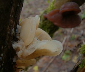 Boltcovitka ucho Jidášovo - Auricularia auricula-judae (Bull.) Quél. 1886