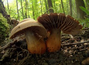 Pavučinec Bulliardův - Cortinarius (Telamonia) bulliardii ( Pers. )