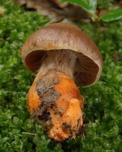 Pavučinec Bulliardův - Cortinarius bulliardii ( Pers. )