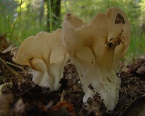 Kališník obecný - Helvella acetabulum (L.) Quél. 1874