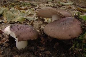 Holubinka doupňáková - Russula grisea Fr. 1838