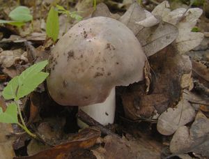 Holubinka doupňáková - Russula grisea Fr. 1838