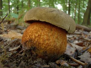 Hřib koloděj - Suillellus luridus (Schaeff.) Murrill 1909