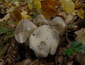 Čirůvka havelka - Tricholoma portentosum (Fr.) Quél.