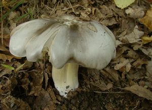 Čirůvka havelka - Tricholoma portentosum (Fr.) Quél. 1873