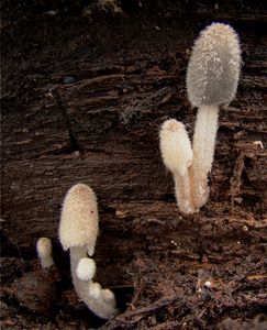 Hnojník zaječí - Coprinopsis lagopus (Fr.) Redhead, Vilgalys & Moncalvo 2001