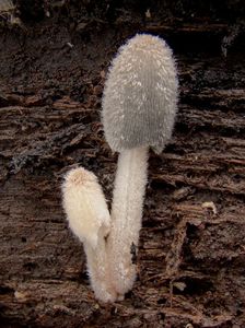 Hnojník zaječí - Coprinopsis lagopus (Fr.) Redhead, Vilgalys & Moncalvo 2001