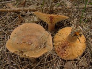 Ryzec osmahlý - Lactarius quieticolor Romagn. 1958