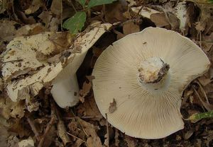 Holubinka akvamarínová - Russula chloroides (Krombh.) Bres. 1900