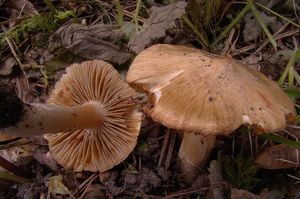 Vláknice začervenalá (Patouillardova) - Inocybe erubescens A. Blytt 1905