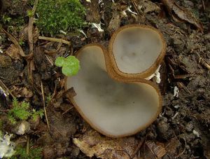 Bělokosmatka polokulovitá - Humaria hemisphaerica (F.H. Wigg.) Fuckel 1870