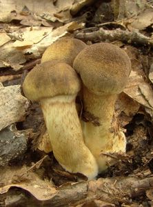 Pavučinec černošupinkatý - Cortinarius (Leprocybe) melanotus Kalchbr.