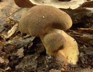 Pavučinec černošupinkatý - Cortinarius (Leprocybe) melanotus Kalchbr.