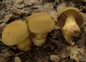 Pavučinec vlnatý - Cortinarius cotoneus Fr.