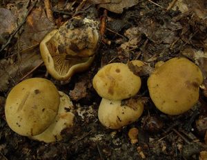 Pavučinec vlnatý - Cortinarius cotoneus Fr.