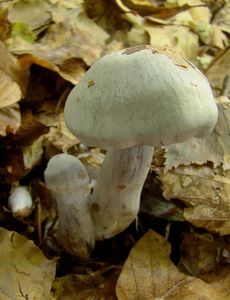 Pavučinec bělofialový - Cortinarius alboviolaceus (Pers.) Fr. 1838