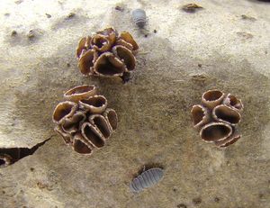 Kornice svazčitá - Encoelia fascicularis