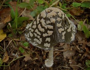 Hnojník strakatý - Coprinus picaceus