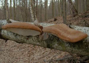 Březovník obecný - Piptoporus betulinus ( Bull. ) P. Karst.