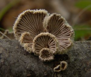 Klanolístka obecná - Schizophyllum commune Fr. 1815