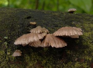 Klanolístka obecná - Schizophyllum commune Fr. 1815