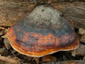 Troudnatec pásovaný - Fomitopsis pinicola (Sowerby) P. Karst.