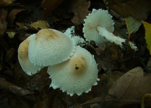 Bedla vlnatá - Lepiota clypeolaria (Bull.) P. Kumm. 1871