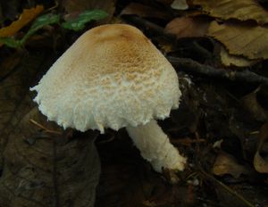 Bedla vlnatá - Lepiota clypeolaria (Bull.) P. Kumm. 1871