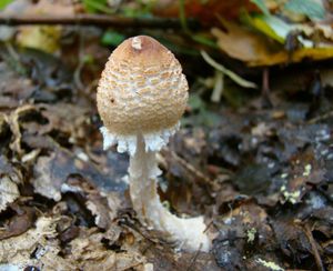 Bedla vlnatá - Lepiota clypeolaria (Bull.) P. Kumm. 1871