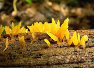 Krásnorůžek smržovitý - Calocera glossoides ( Pers. Fr. ) Fr.