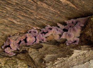 Pevník nachový - Chondrostereum purpureum (Pers.) Pouzar 1959